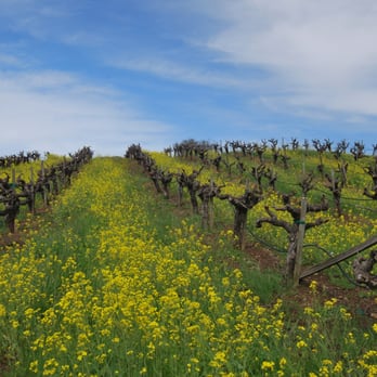 Bari Williams - Real Estate Agents Near Me - Sonoma, California Bari Williams - Real Estate Agents Near Me - Sonoma, California