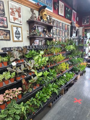 Adams & Son & Daughter Gardens by null