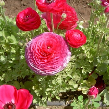 The Flower Fields - Oh wow, dude! - Venues & Event Spaces Near Me - Carlsbad, California The Flower Fields - Oh wow, dude! - Venues & Event Spaces Near Me - Carlsbad, California