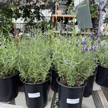 Half Moon Bay Lavender - Nurseries & Gardening Near Me - Half Moon Bay, California Half Moon Bay Lavender - Nurseries & Gardening Near Me - Half Moon Bay, California