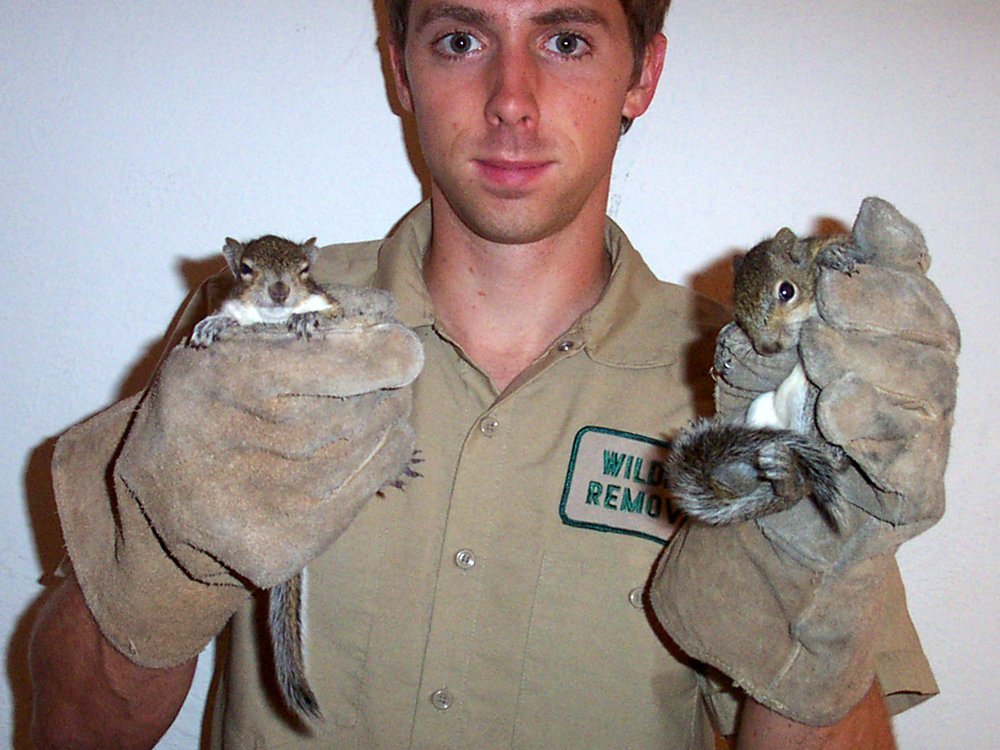PEST ANIMAL REMOVAL MILWAUKEE Request a Quote 33 Photos Glendale