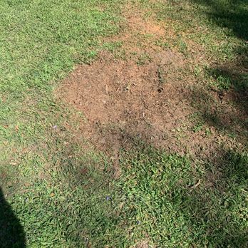 Al’s Tree Care - After stump grinding - Tree Services Near Me Al’s Tree Care - After stump grinding - Tree Services Near Me