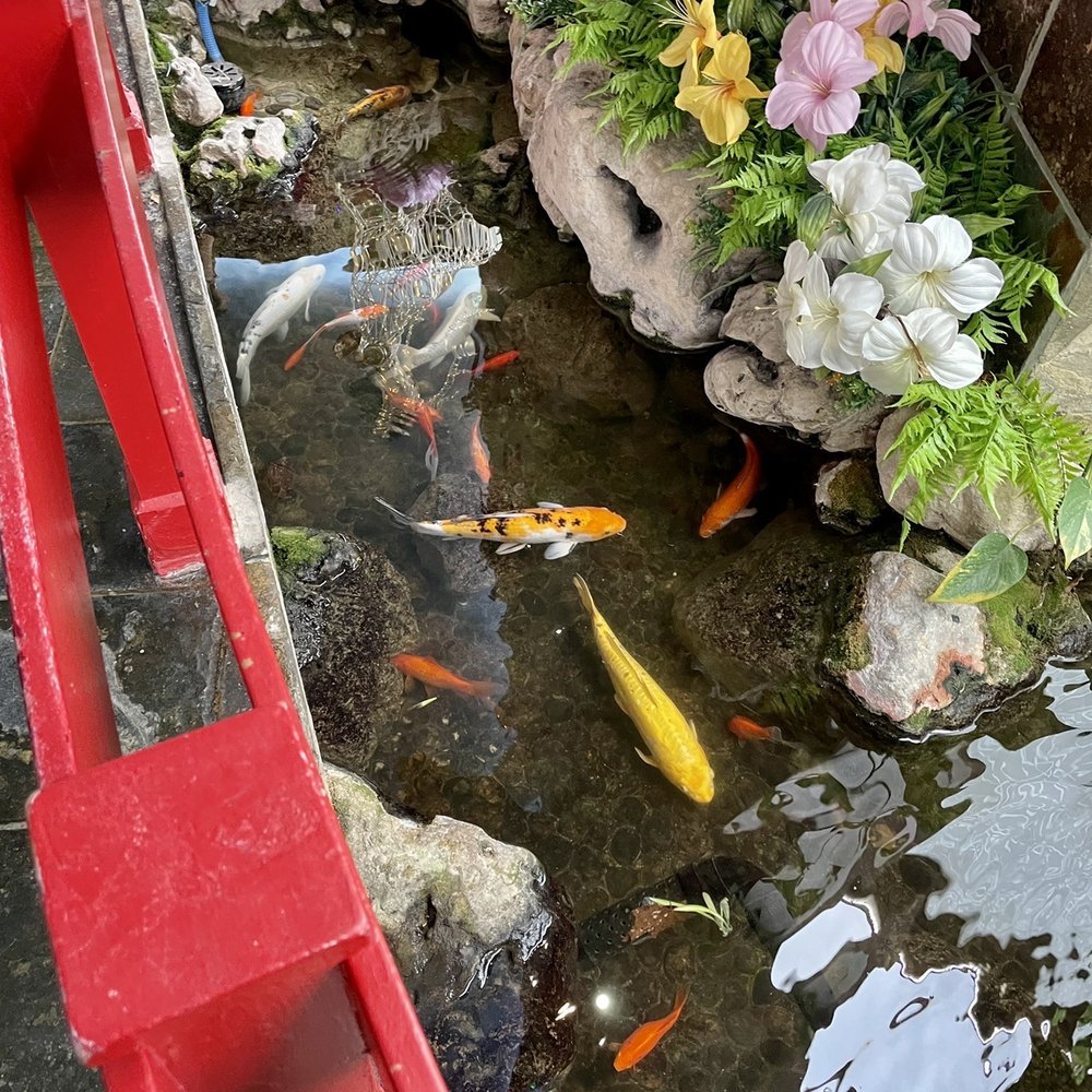 Mandarin Restaurant - Fish pond - Chinese Near Me - Etobicoke, Ontario Mandarin Restaurant - Fish pond - Chinese Near Me - Etobicoke, Ontario
