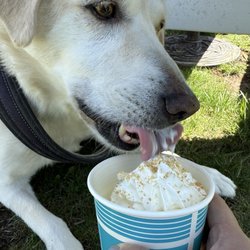 Sugar Doodles Sweet Shop - Baby gets a complimentary pup bowl