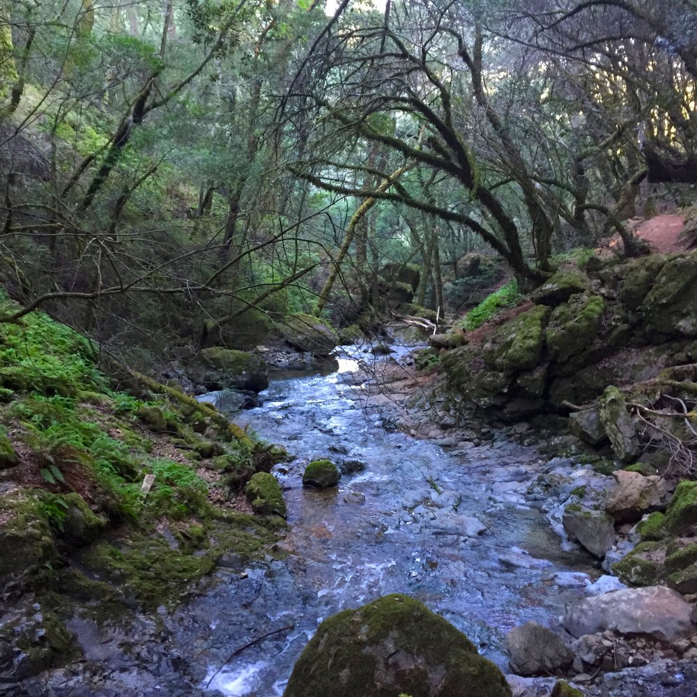 Cataract Falls Trail - Water flows throughout most of the trails - Hiking Near Me Cataract Falls Trail - Water flows throughout most of the trails - Hiking Near Me