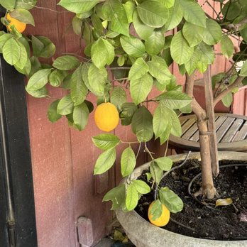 Tres Sabores Winery - Lemon tree - Wineries Near Me - Saint Helena, California Tres Sabores Winery - Lemon tree - Wineries Near Me - Saint Helena, California