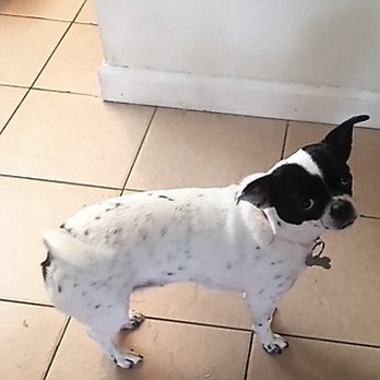 Spot4Dogs - Pet Boarding Near Me - Benicia, California Spot4Dogs - Pet Boarding Near Me - Benicia, California