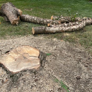 Maryland Tree Experts - Base of River Birch tree - Tree Services Near Me - White Marsh, Maryland Maryland Tree Experts - Base of River Birch tree - Tree Services Near Me - White Marsh, Maryland