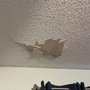 Orlando Platinum Drywall