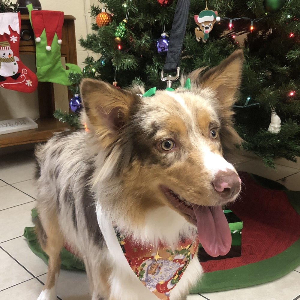 All clean and ready for Christmas! All clean and ready for Christmas!
