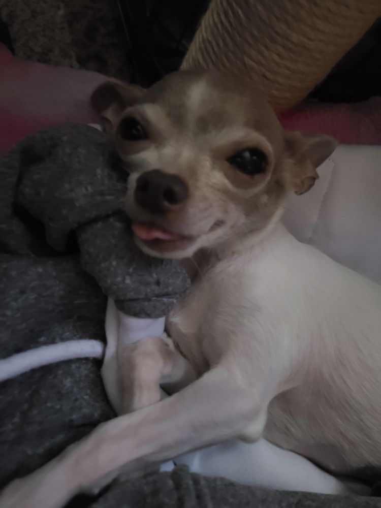 LITTLE RASCALS RESCUE Updated September 2024 15 Photos & 22 Reviews