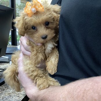 Puppy Plus - Lia - Pet Stores Near Me - Parkland, Florida