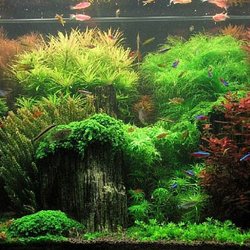 Happy Tanks