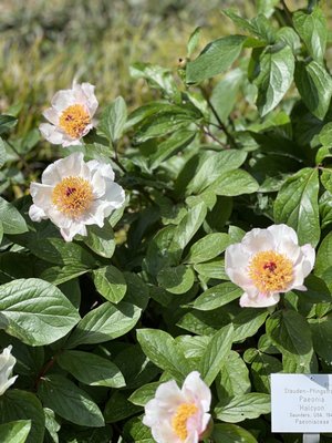 Palmengarten Frankfurt by null