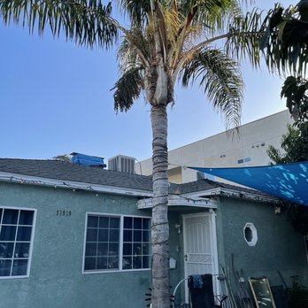All Around Tree Care - Before - Tree Services Near Me All Around Tree Care - Before - Tree Services Near Me