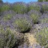 Nelson's Duckpond & Lavender Farm gift card