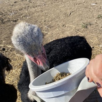 Ostrichland USA - Attraction Farms Near Me - Solvang, California Ostrichland USA - Attraction Farms Near Me - Solvang, California