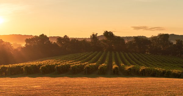 Noboleis Vineyards by null