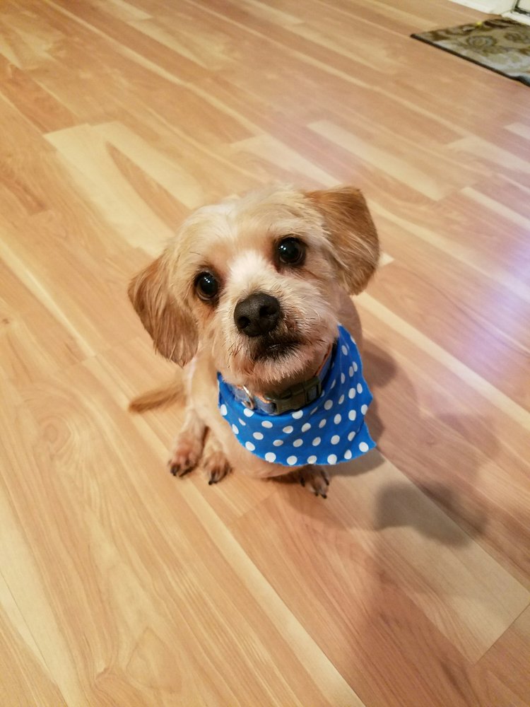 FURRY TAILS PET SALON Updated September 2024 30 Photos 162