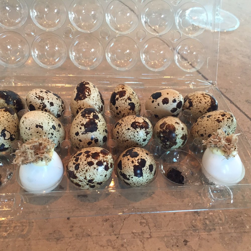 STUDIO - One of my favorites with shaved truffle - Scandinavian Near Me - Copenhagen, 84 STUDIO - One of my favorites with shaved truffle - Scandinavian Near Me - Copenhagen, 84