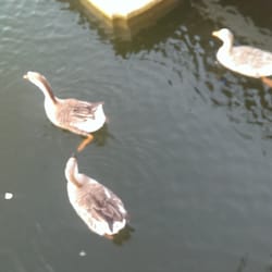 Flip Flops Bar & Grille - The three duckies greeted me as we walked in!
