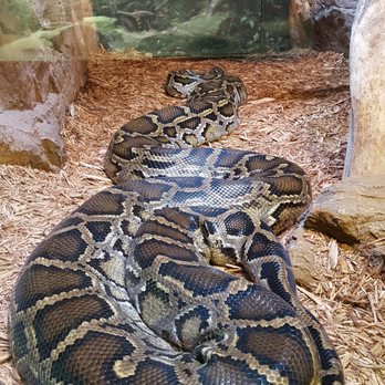 Rolling Hills Zoo - Zoos Near Me - Salina, Kansas Rolling Hills Zoo - Zoos Near Me - Salina, Kansas