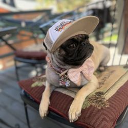Big Bear Sporting Goods - My girl peaches enjoying her hat from her favorite sporting goods store!!