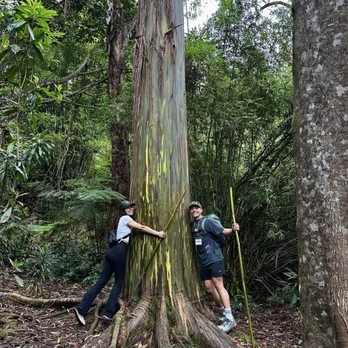 Kona Cloud Forest Sanctuary - BIIIG rainbow  eucalyptus tree - Walking Tours Near Me - Kailua-Kona, Hawaii
