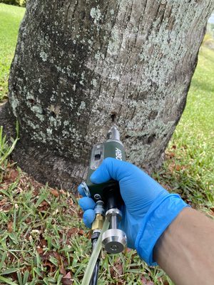Tree Care Service - Go Pro Professional Tree Care provides quality and professional tree care service. Our team of arborist have a passion for doing things the right and proper way. Tree Care Service - Go Pro Professional Tree Care provides quality and professional tree care service. Our team of arborist have a passion for doing things the right and proper way.