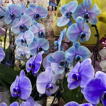 Vallarta Supermarkets - Beautiful orchids - Grocery Near Me - Van Nuys, California Vallarta Supermarkets - Beautiful orchids - Grocery Near Me - Van Nuys, California