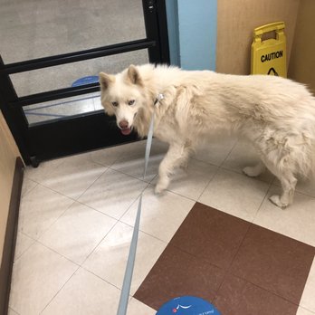 PetSmart - Before - Pet Groomers Near Me - Palm Springs, California PetSmart - Before - Pet Groomers Near Me - Palm Springs, California