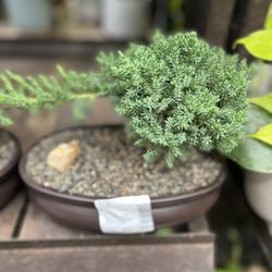 Lowe's Home Improvement - I want this bonsai.