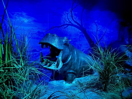Wonders Of Wildlife National Museum & Aquarium by null