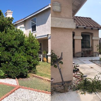 Holly Oak Arbor Care - Years of overgrowth reduced to 4' - Tree Services Near Me Holly Oak Arbor Care - Years of overgrowth reduced to 4' - Tree Services Near Me