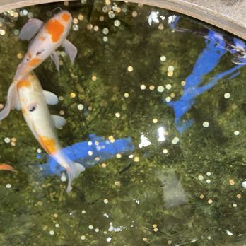 Clackamas Town Center - Beautiful koi in the pond below the food court - Shopping Centers Near Me - Happy Valley, Oregon