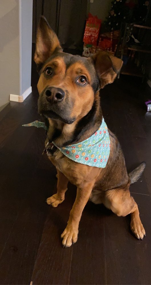 MARY’S PROFESSIONAL PET GROOMING 56 Photos & 38 Reviews Pet