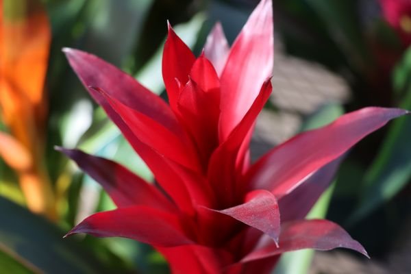 CORNELIUS NURSERY with 15 Reviews & 48 Photos - 6720 Hwy 90A, Sugar