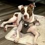 Photo of Can We All Get Along Dog Training