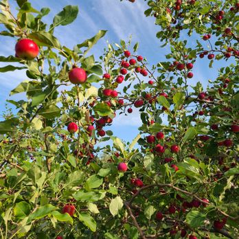 Brackett's Farm - Beautiful crab apples, even! - Farmers Market Near Me - Limington, Maine