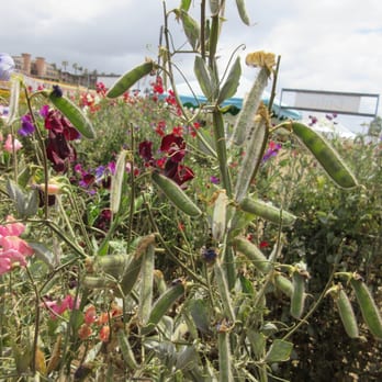 The Flower Fields - Venues & Event Spaces Near Me - Carlsbad, California The Flower Fields - Venues & Event Spaces Near Me - Carlsbad, California