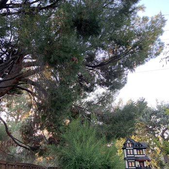 Juniors Tree Service Inc - Before" - Pine tree - Tree Services Near Me Juniors Tree Service Inc - Before" - Pine tree - Tree Services Near Me