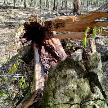 Saugatuck Dunes State Park - Rotten tree fallen - Parks Near Me - Holland, Michigan Saugatuck Dunes State Park - Rotten tree fallen - Parks Near Me - Holland, Michigan