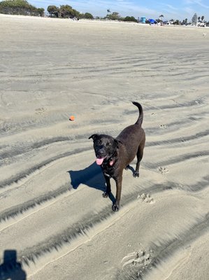 Coronado Dog Beach by null