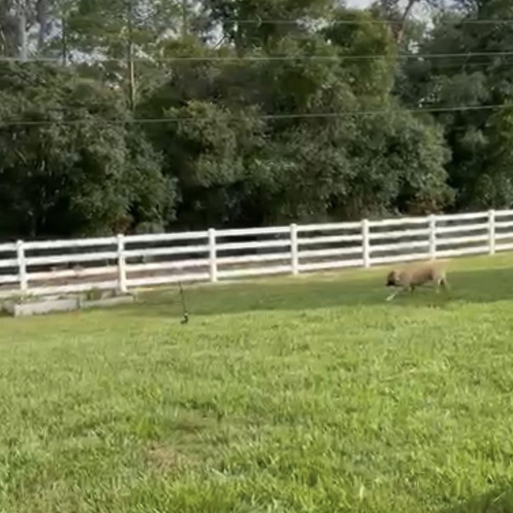 Big Sun Fencing - Fences & Gates Near Me - Ocala, Florida Big Sun Fencing - Fences & Gates Near Me - Ocala, Florida