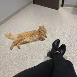 Orion Animal Hospital - Jelly Bean