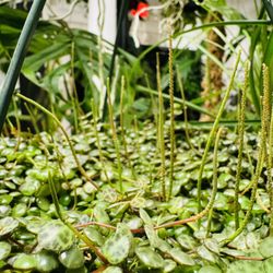 Plant Stella