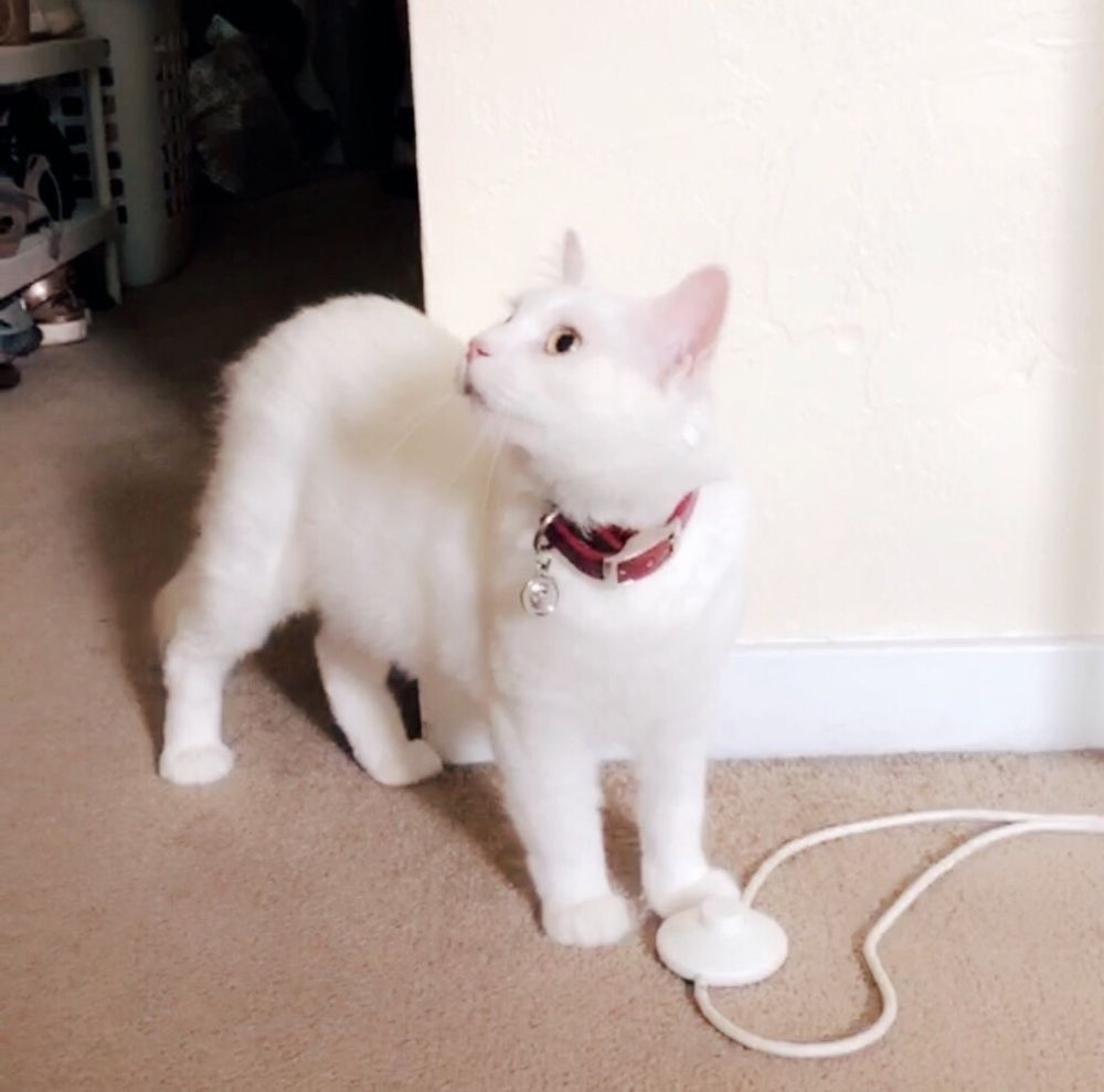 ANGELS FOR ANIMALS Updated May 2024 13 Photos & 33 Reviews 4750 W