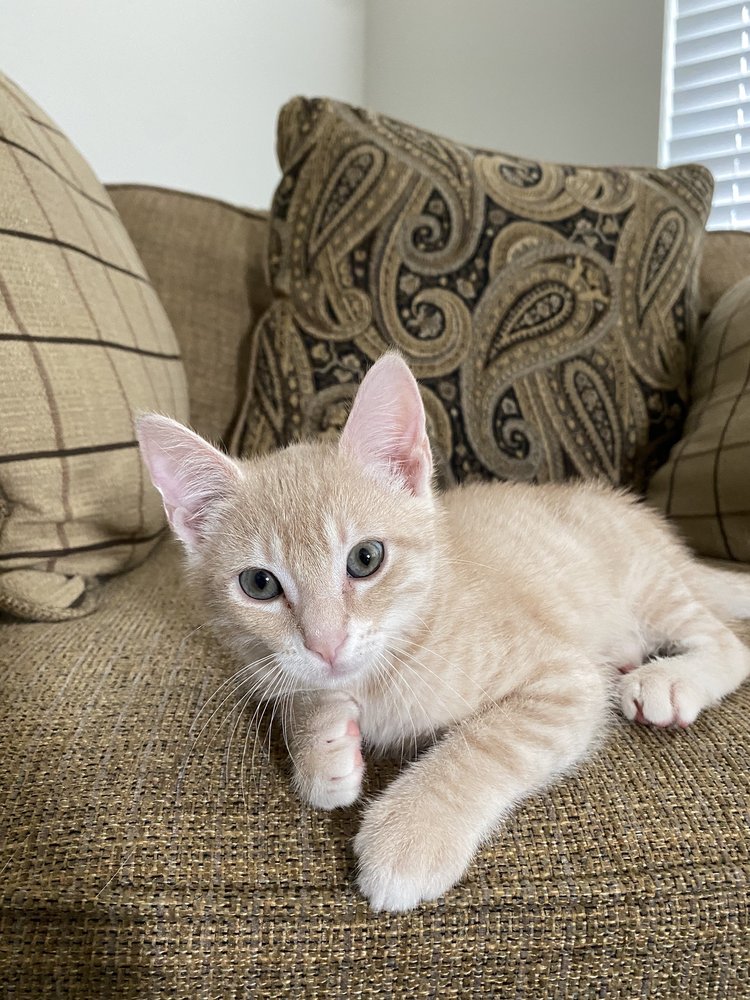 Houston Humane Society Image
