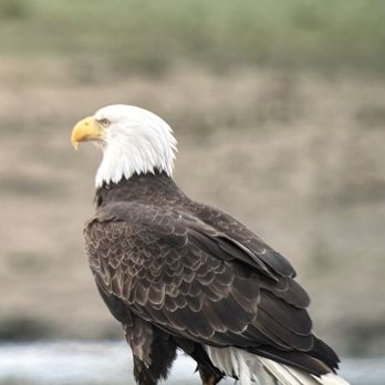 Icy Strait Birding Tours - Tours Near Me - Hoonah, Alaska Icy Strait Birding Tours - Tours Near Me - Hoonah, Alaska