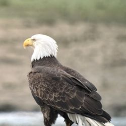 Icy Strait Birding Tours